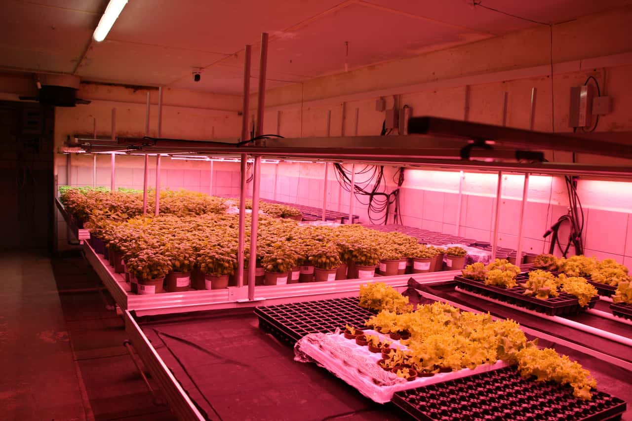 Neues-Leben-f-r-leere-St-lle-Umnutzung-mit-Indoor-Farming