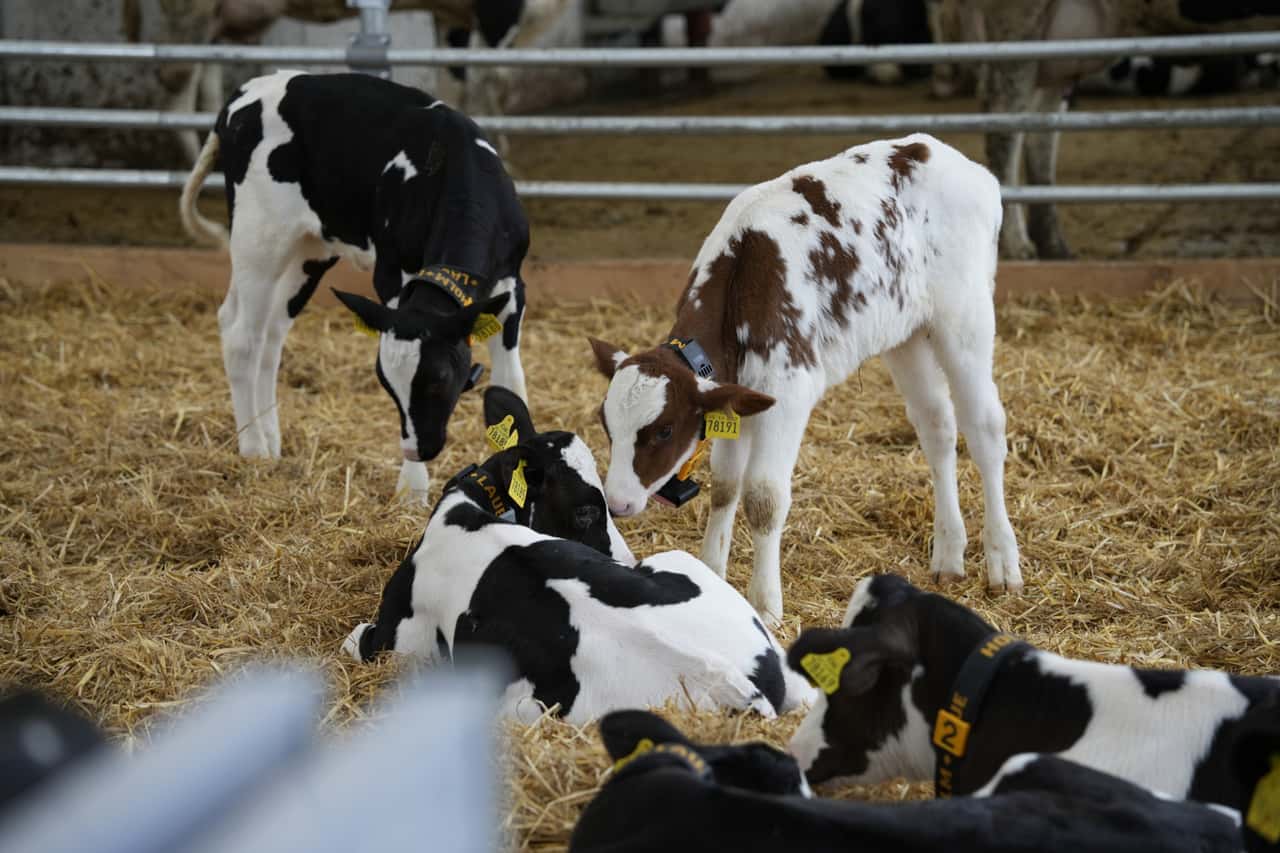 Kastration-von-K-lbern-in-Niedersachsen-nur-noch-mit-Sedierung
