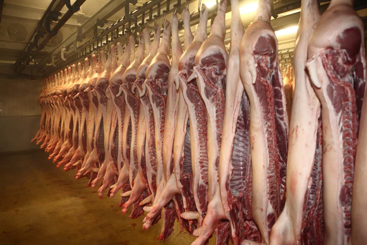 Schlachthof-in-Brandenburg-droht-das-Aus