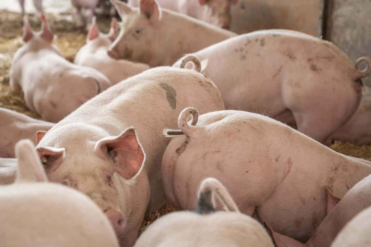 Neue-Boni-bei-T-nnies-Das-m-ssen-Landwirte-wissen