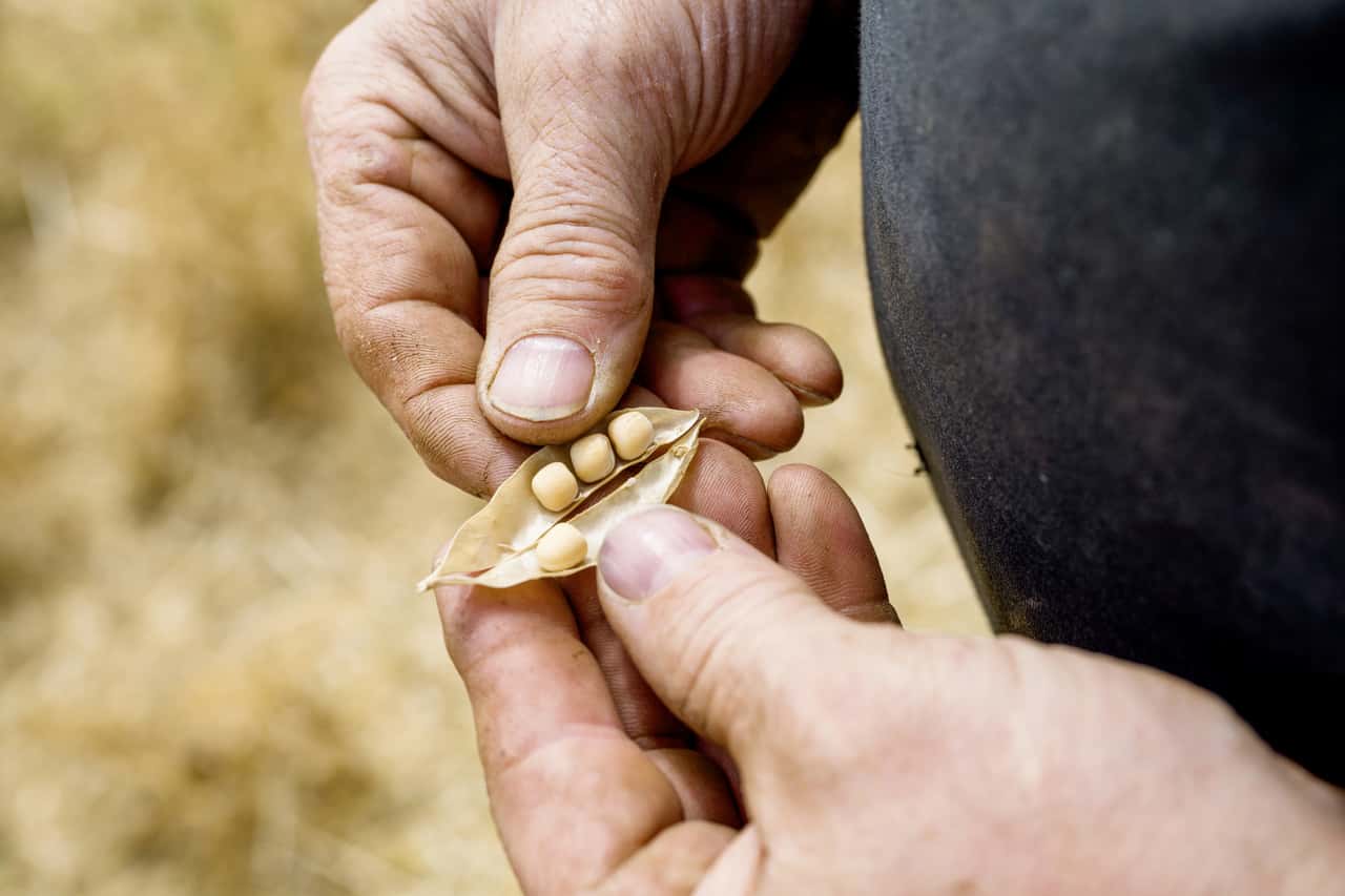 Proteindiversifizierung-Gestalten-oder-Blockieren-
