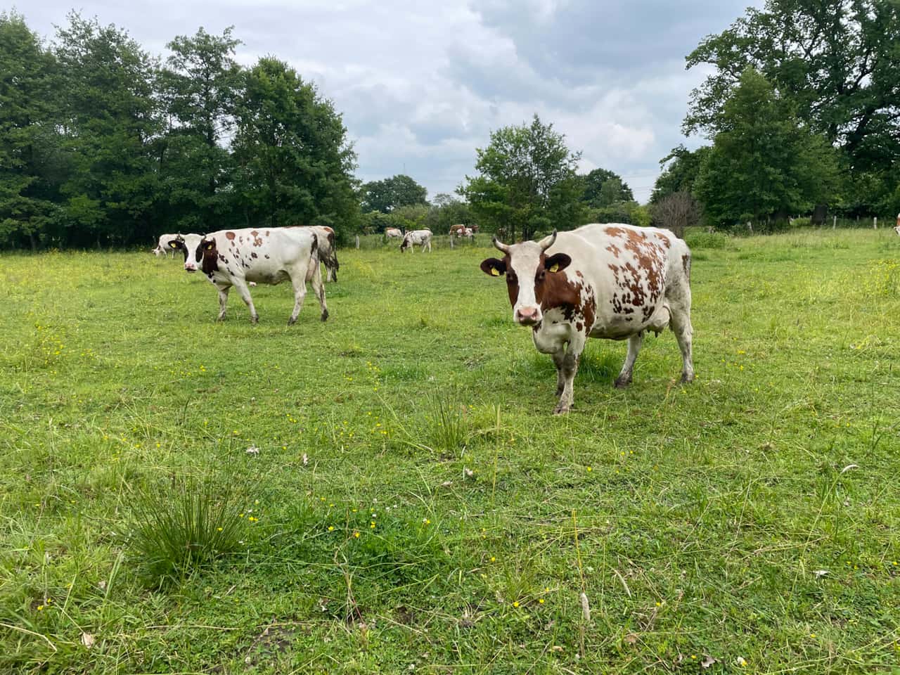 Gr-nlandverb-nde-f-rchten-Fl-chenaufgaben