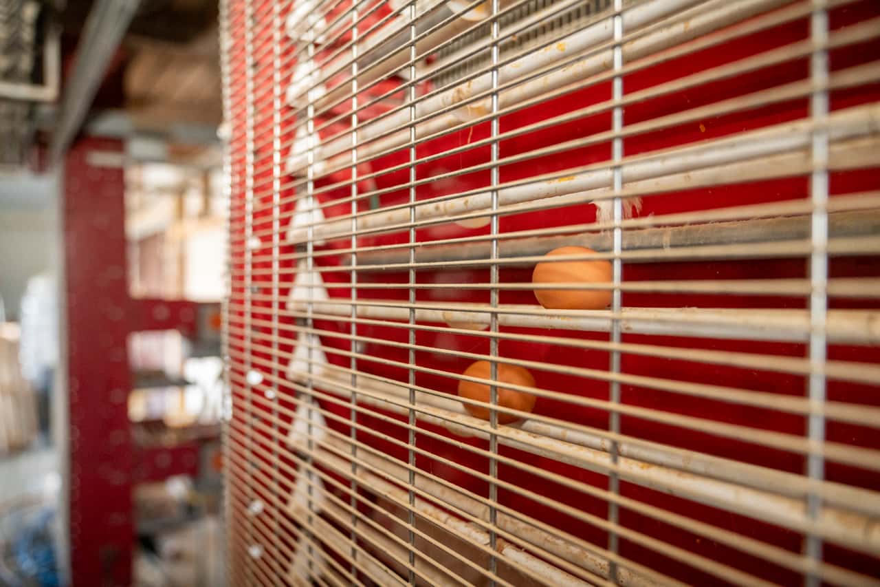 Egg prices at record high - | Retailers warn of recipe adjustments