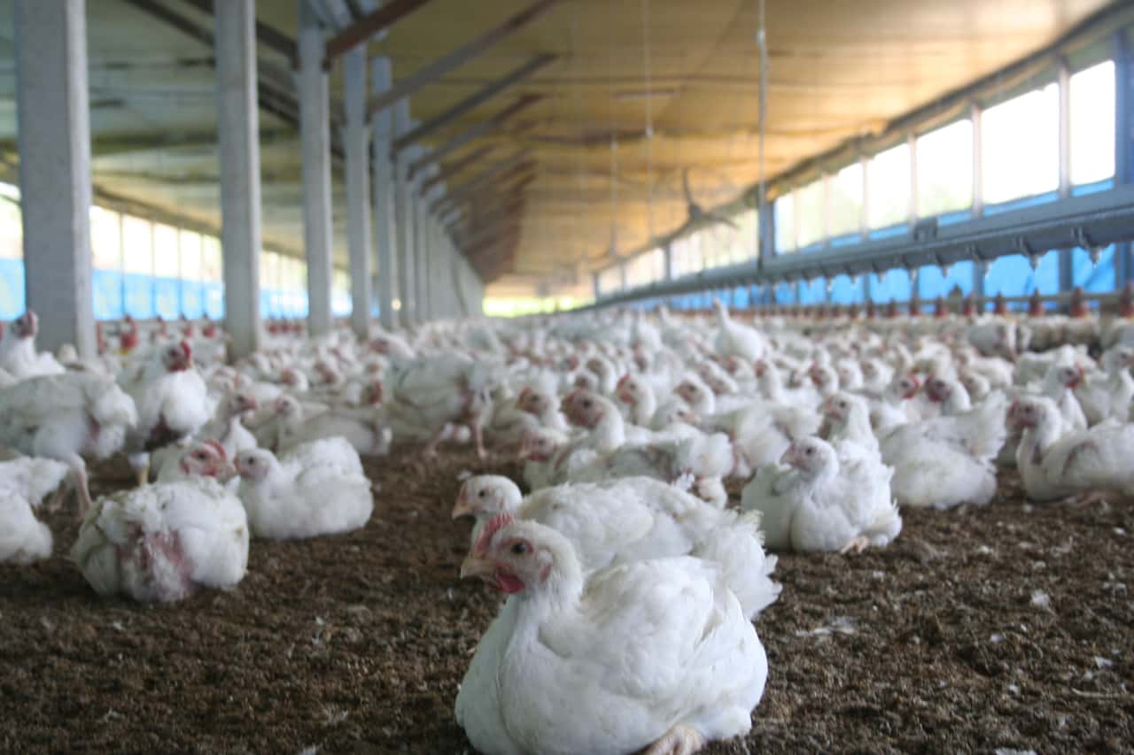 Exports simplified: Brazilian poultry farmers focus on the global market
