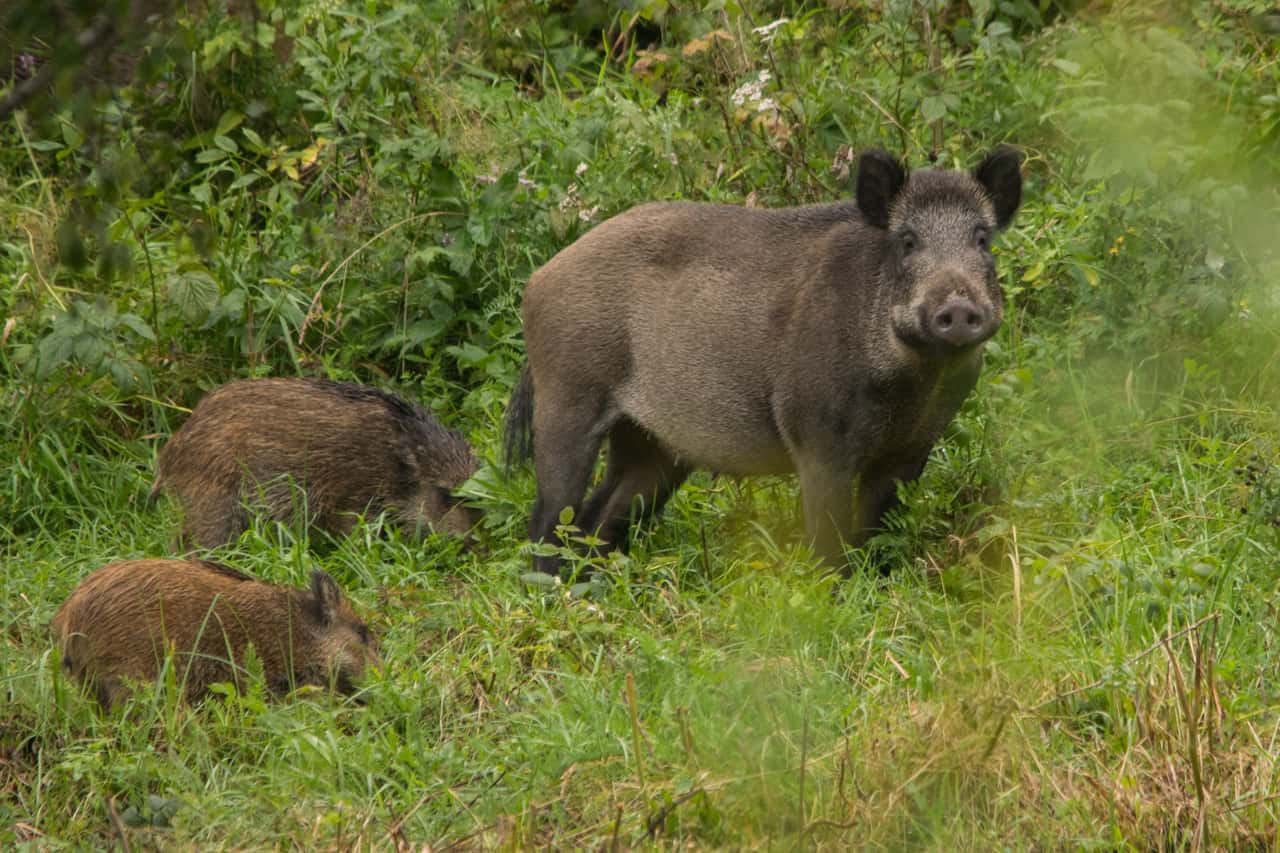Polnischer-Schweinesektor-verliert-Milliarden-durch-ASP