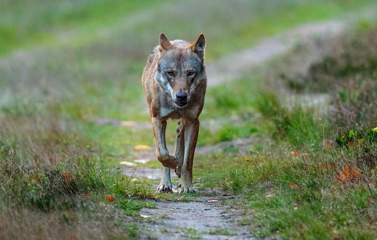 Wölfe in Niedersachsen: Land stärkt Herdenschutz durch neue Förderregeln