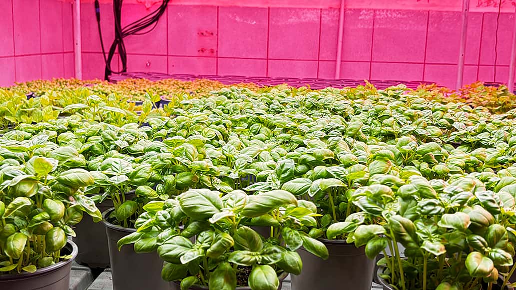 top agrar survey on barn conversion: 35% open to indoor farming