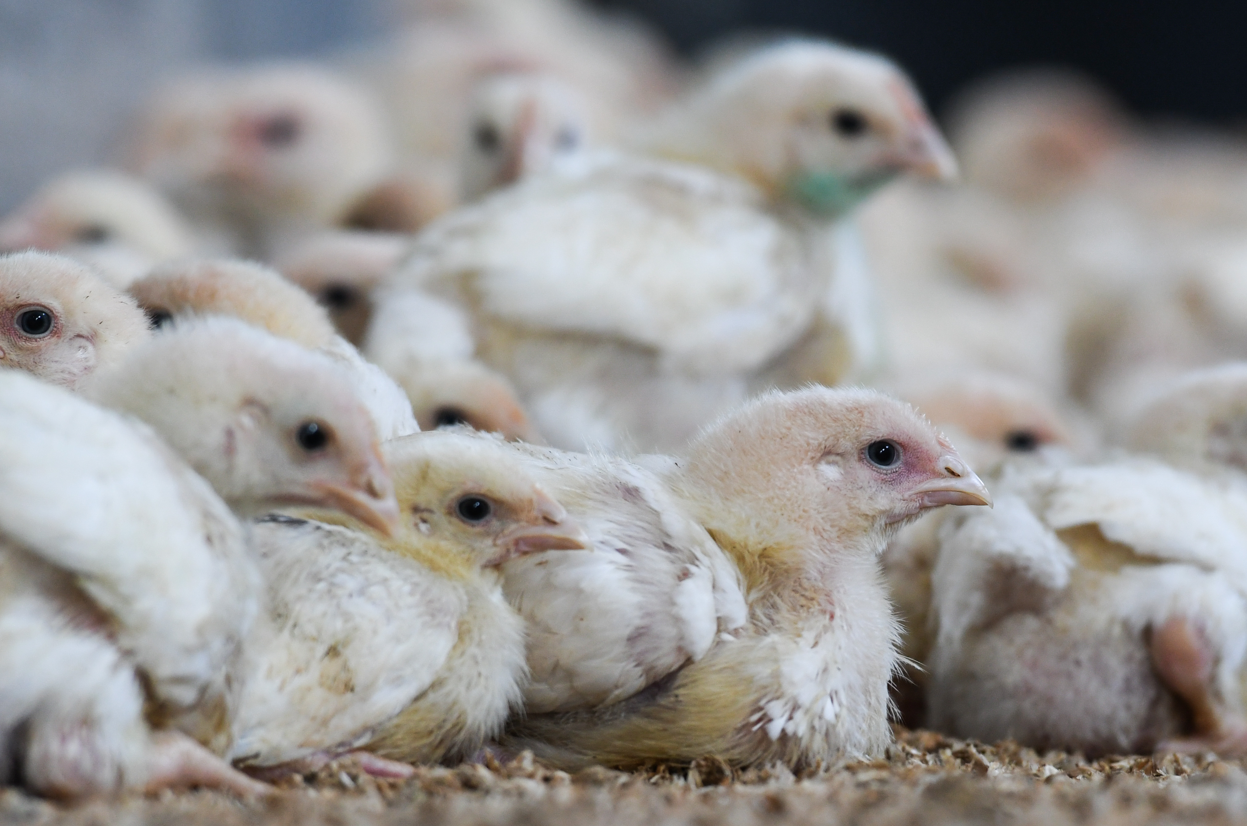 Animal welfare in broiler chickens: Dr. Oetker comes out on top
