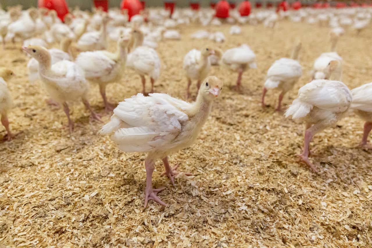 Vogelgrippe-Verdacht-auf-Hof-mit-500-000-Tieren-in-Lohne
