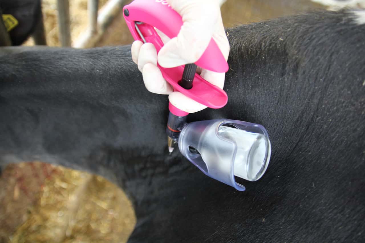 First EHD vaccine available