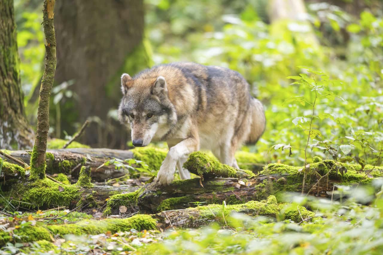 Wolfspopulation-stagniert-erstmals-Umweltsch-tzer-sehen-Gefahr