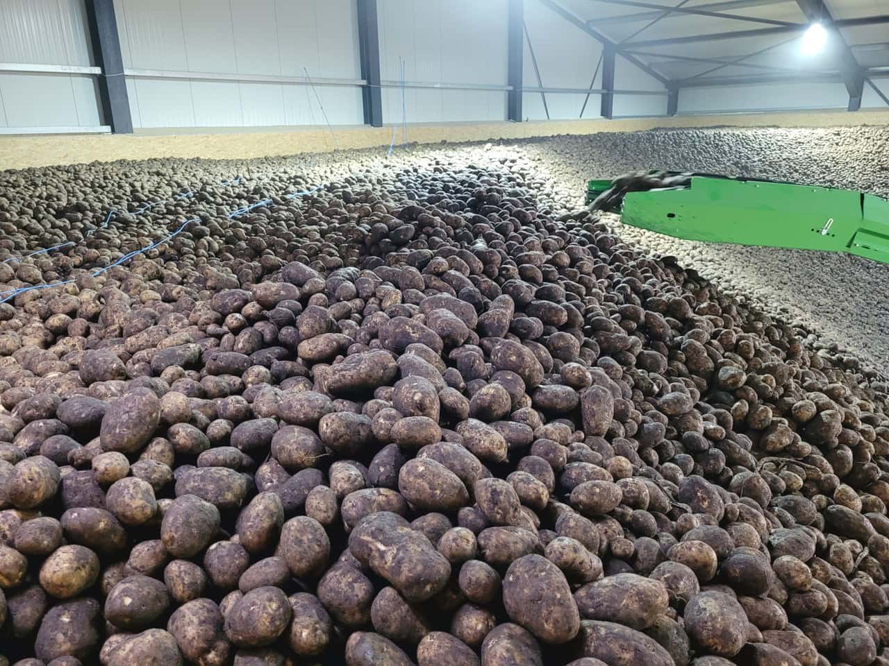 Experten-vermuten-riesige-Verarbeitungskartoffelvorr-te