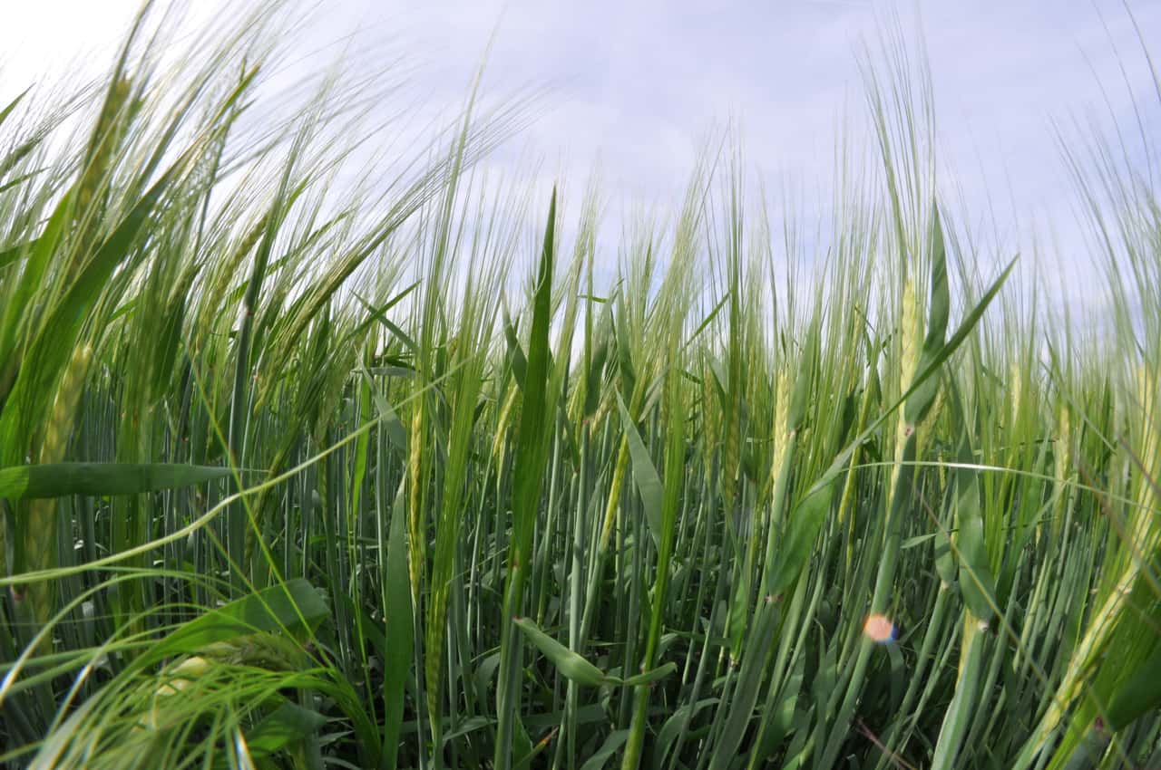 Komfortables-Braugerstenangebot-2025