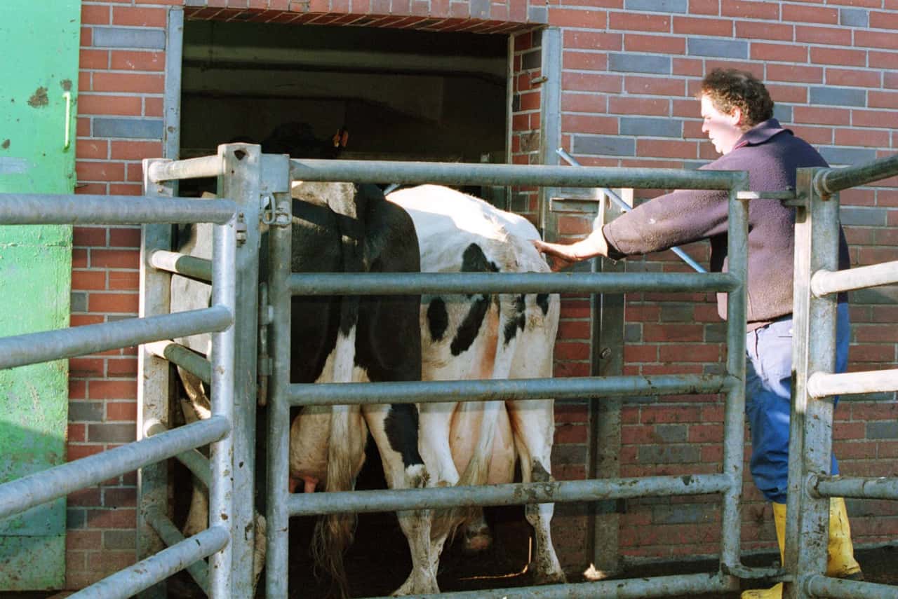 Preise-auf-EU-Schlachtrindermarkt-auf-Talfahrt