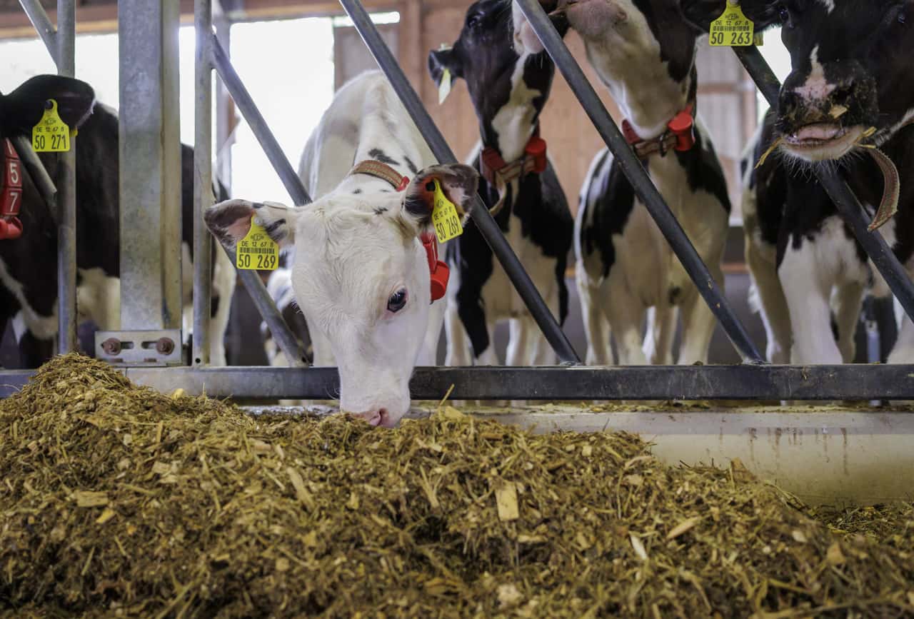 Frankreich-hat-LSD-noch-nicht-im-Griff