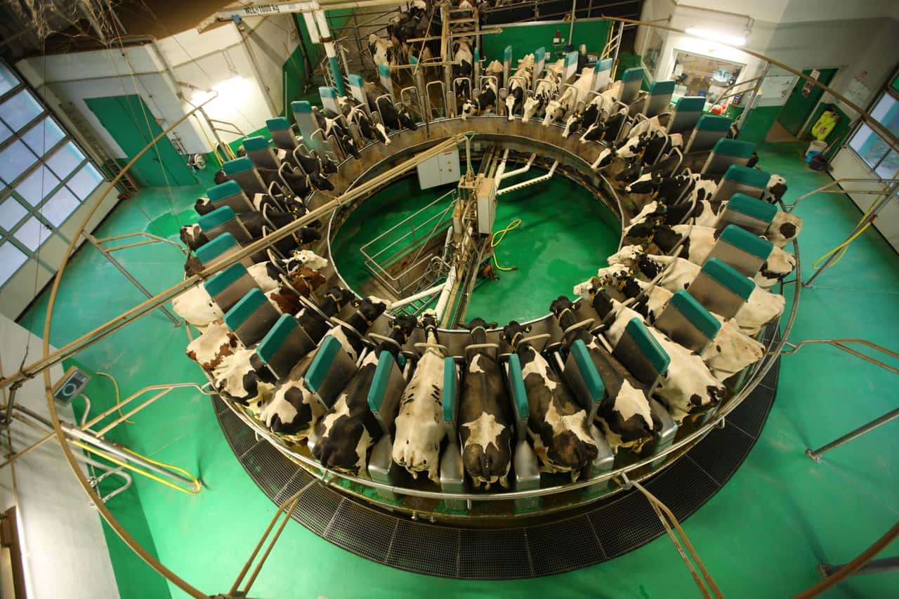 GEA-bietet-neue-Wassersparfunktion-f-r-Melkkarusselle