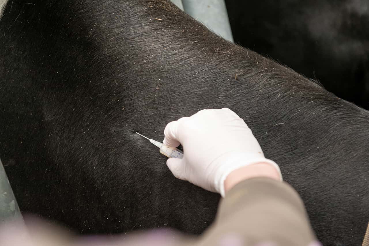 BTV-8-breitet-sich-aus-NRW-empfiehlt-Impfung