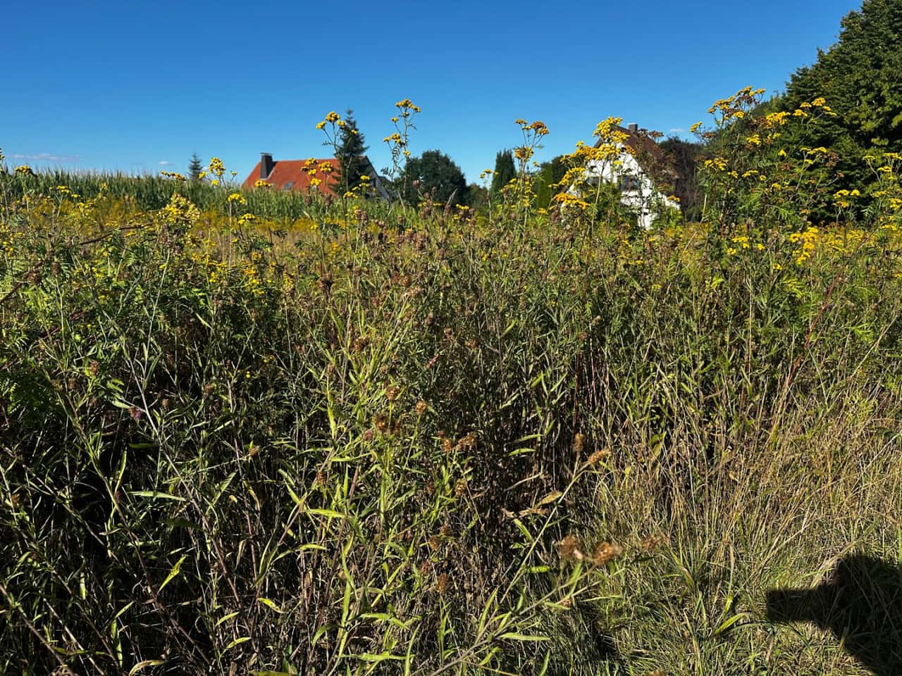 Enzyme-im-Silo-Rohfaserzersetzer-f-r-schwierige-Biogas-Rohstoffe