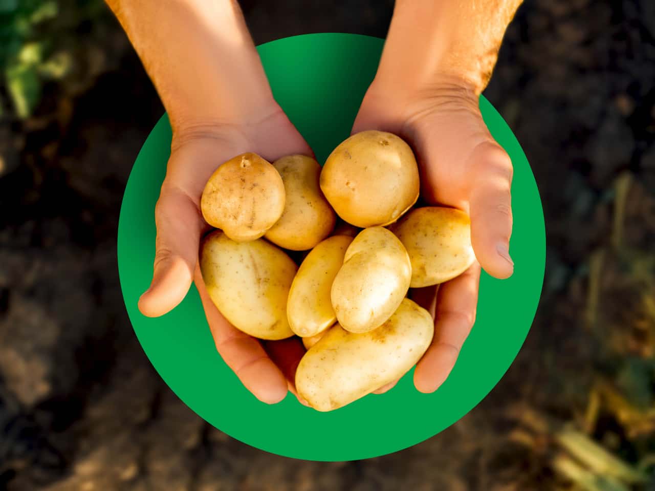 Lidl-senkt-Preise-f-r-deutsche-Kartoffeln-und-will-Absatz-ankurbeln