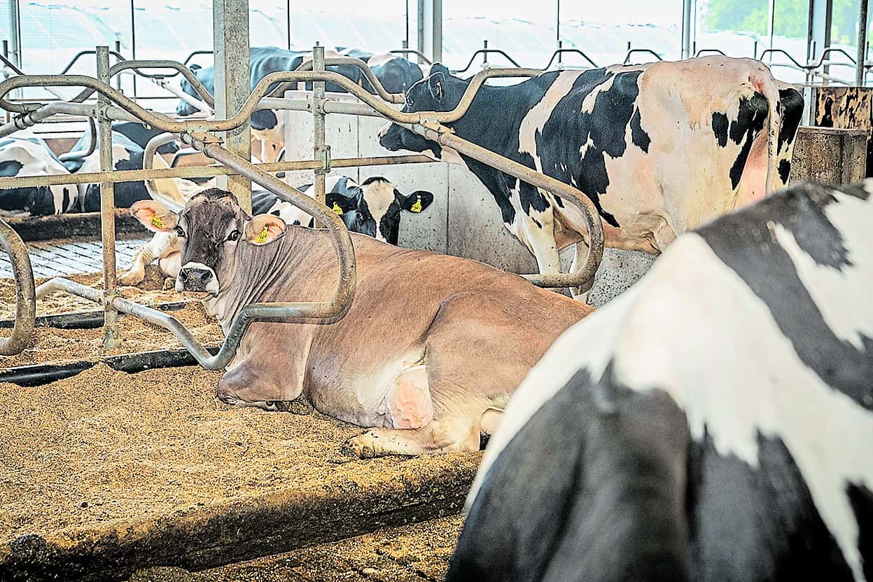 QM-Standard-Das-ndert-sich-f-r-Milcherzeuger