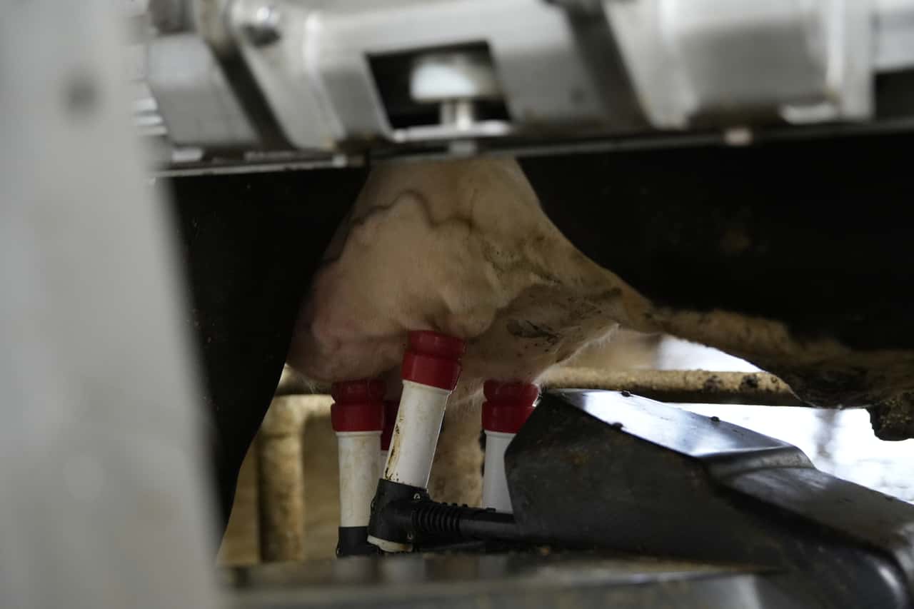 Untypischer-Verlauf-der-Milchanlieferung-in-Deutschland