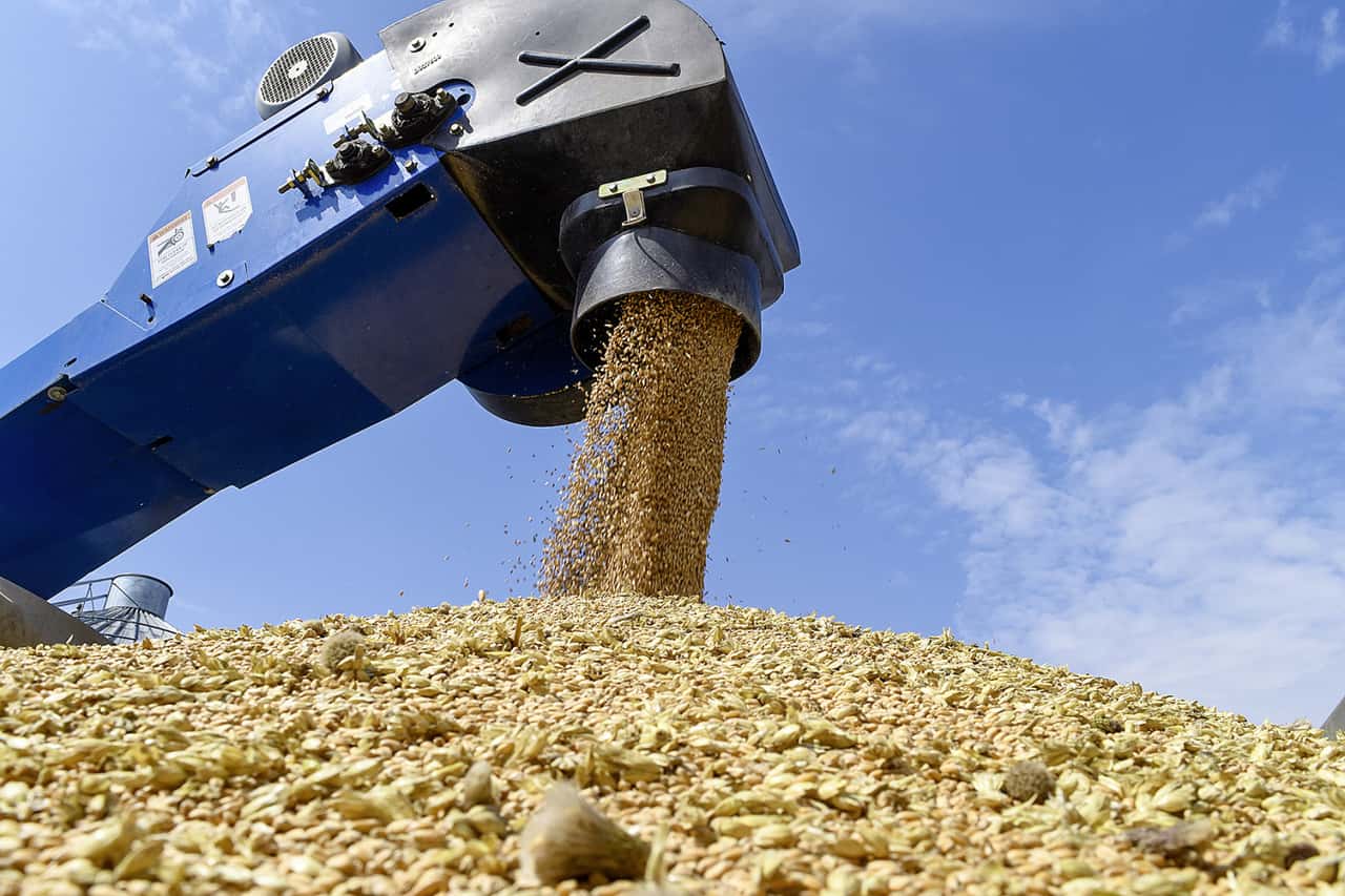 Kleine-Lichtblicke-Weizenpreise-etwas-fester