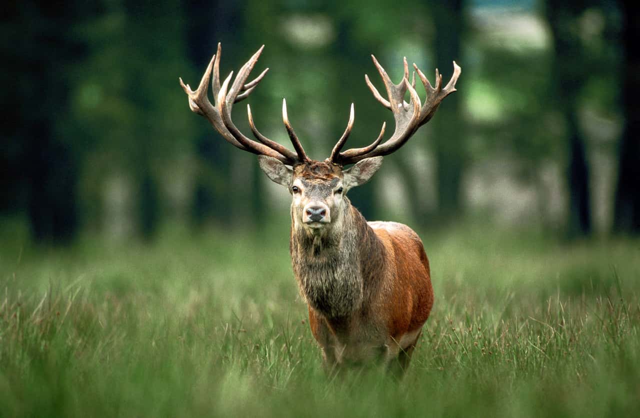 -K-nig-des-Waldes-Rothirsch-zum-Tier-des-Jahres-2026-gew-hlt