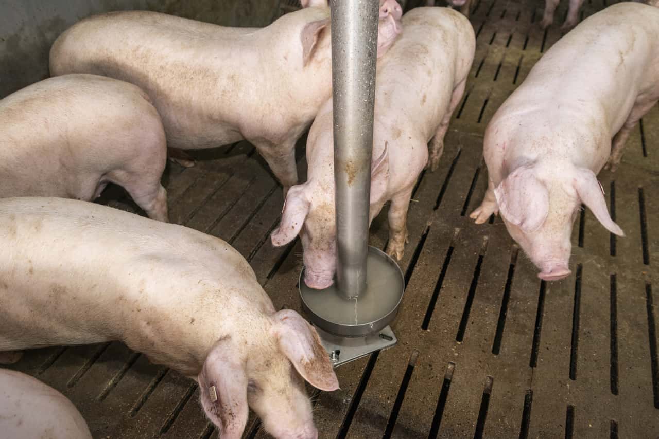 So-passen-Landwirte-Mastbuchten-an-die-Bed-rfnisse-der-Schweine-an