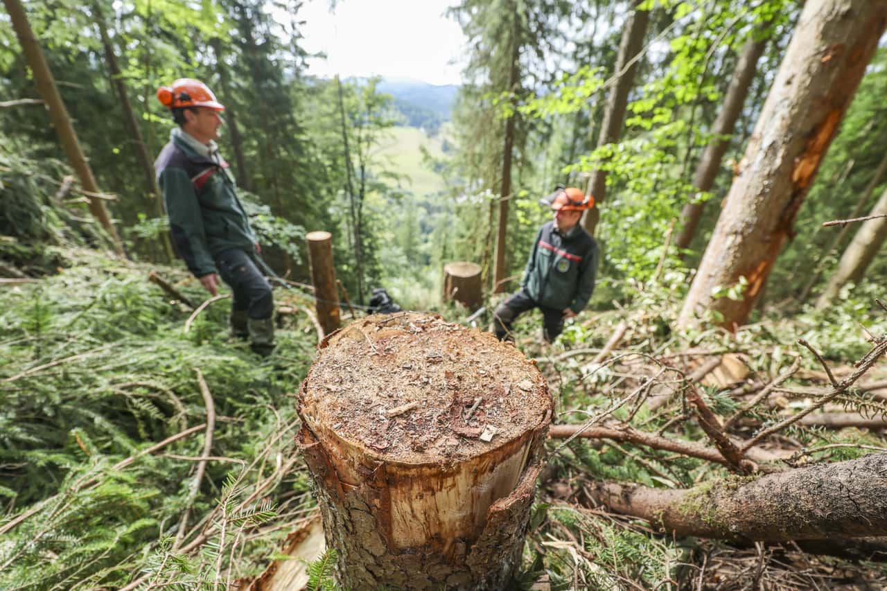 Kohlenstoffbindung in Wldern: Jetzt reden die Frster | top agrar