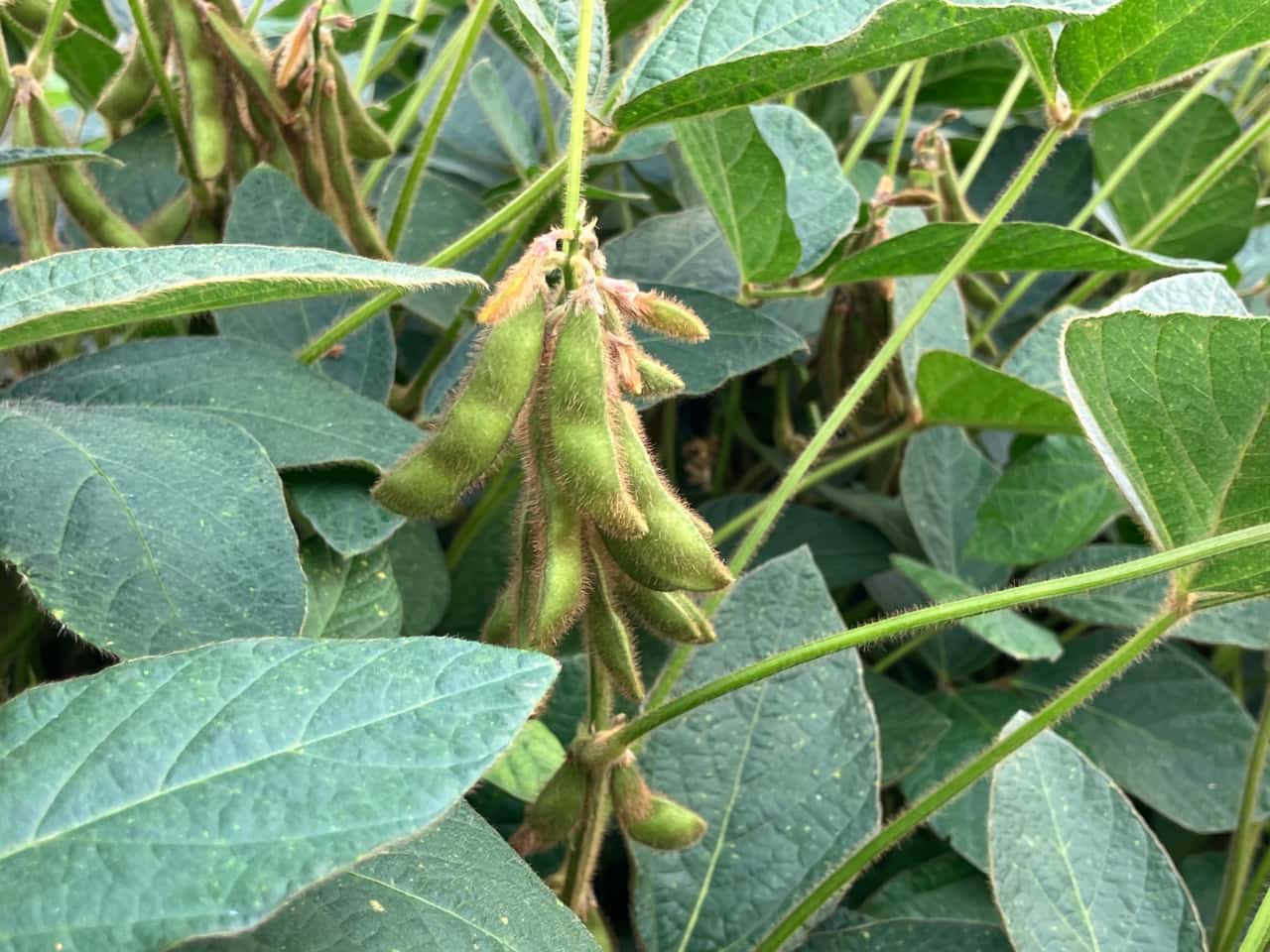 Alternative-Proteine-Woran-hakt-es-