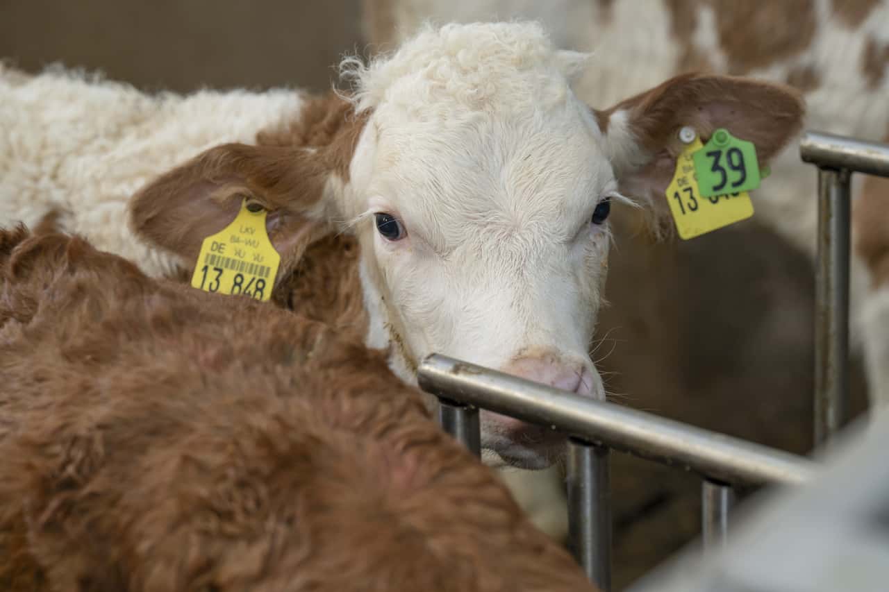 K-lberaufzucht-Was-tun-wenn-das-Ohr-h-ngt-