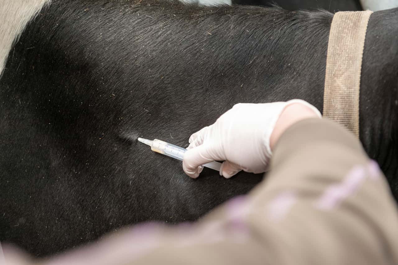 Blauzunge-Mehrere-Serotypen-im-Umlauf-wie-reagieren-