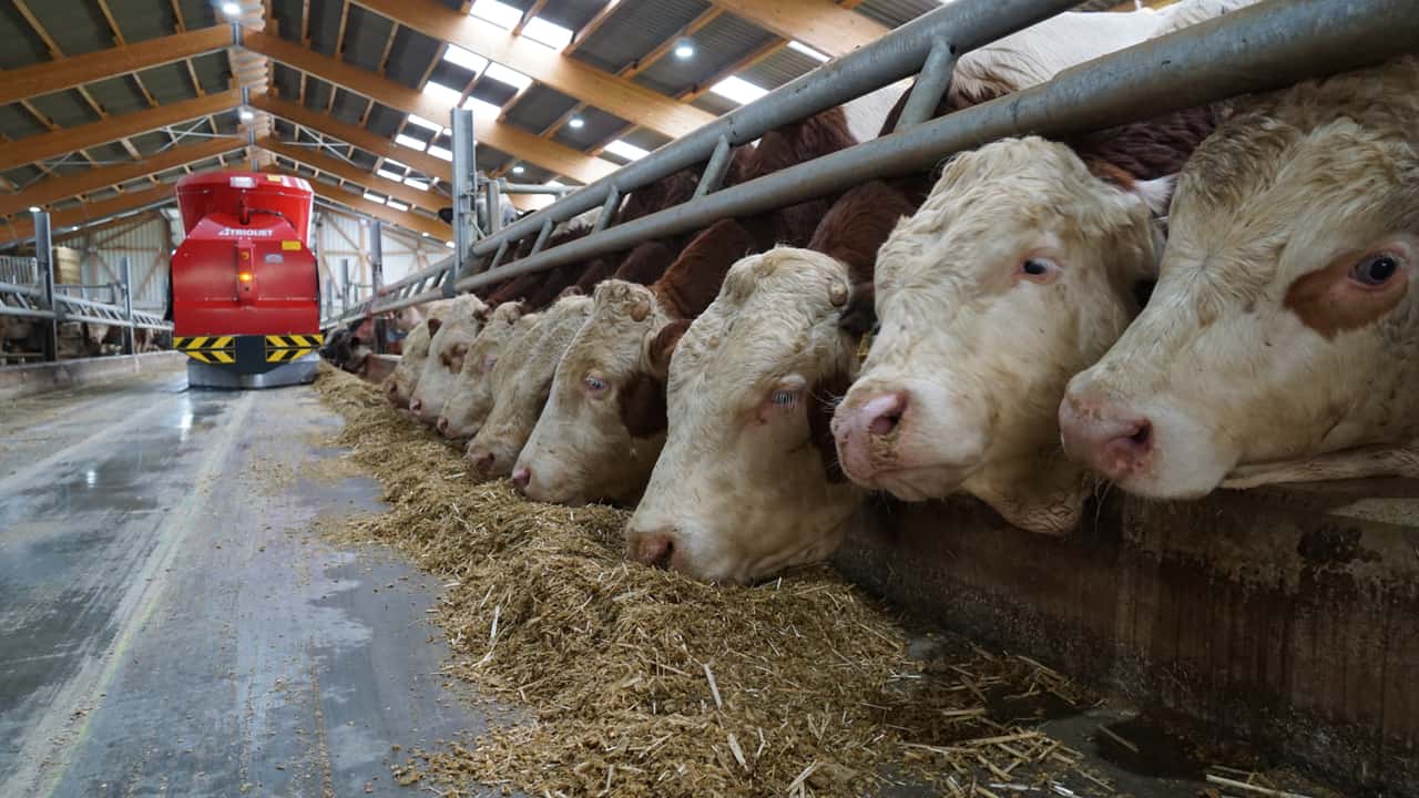 Schlachtk-he-pl-tzlich-knapp