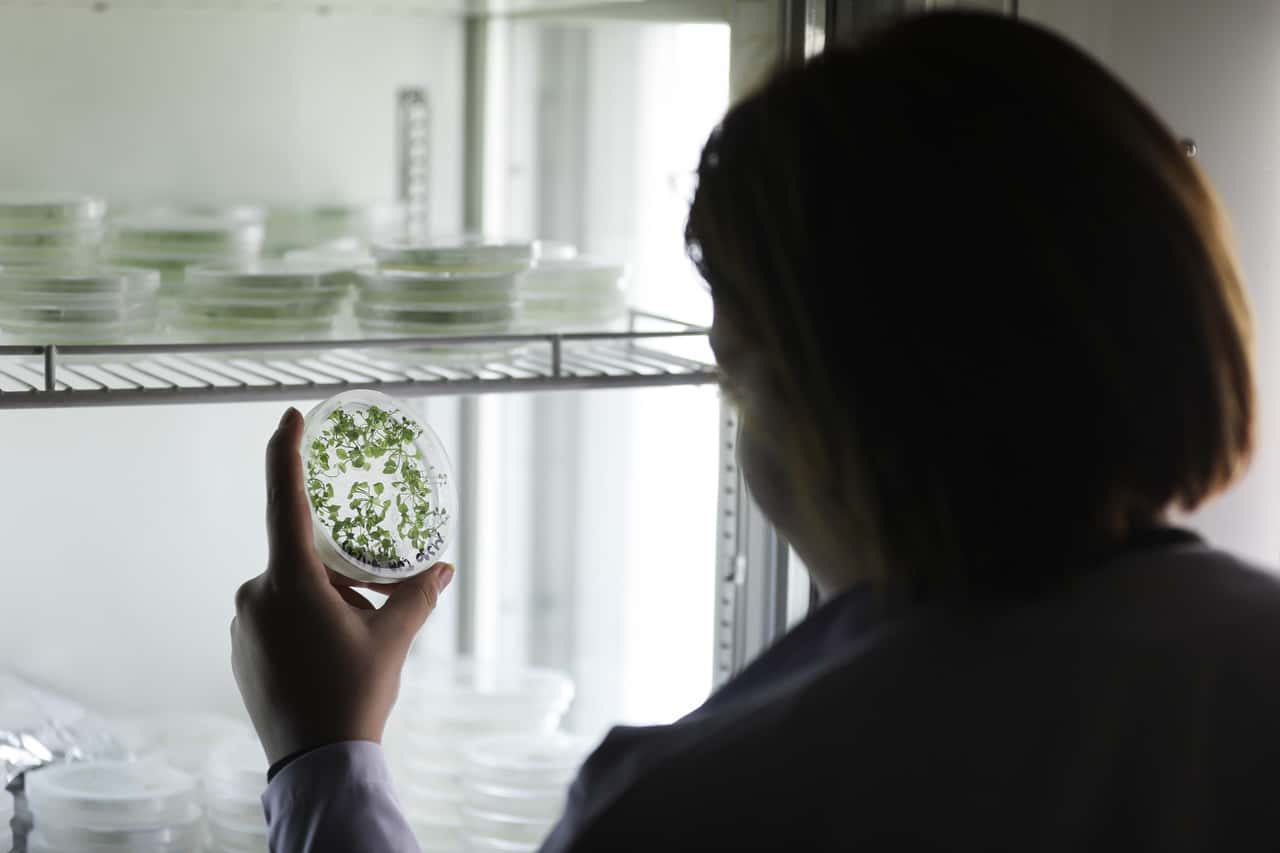 Neue-Z-chtungstechniken-Schwarz-Rot-findet-keine-gemeinsame-Position