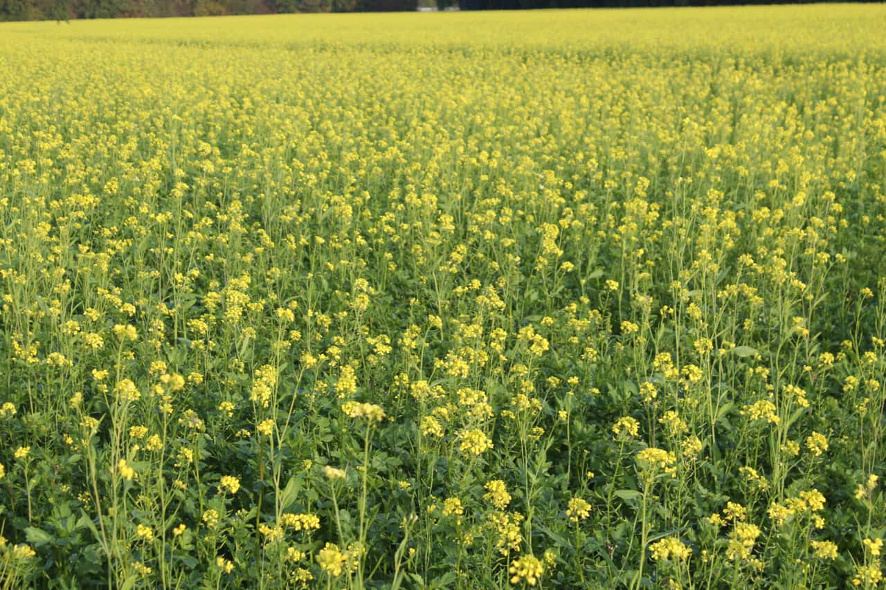 So-bauen-Sie-Senf-zur-K-rnernutzung-an