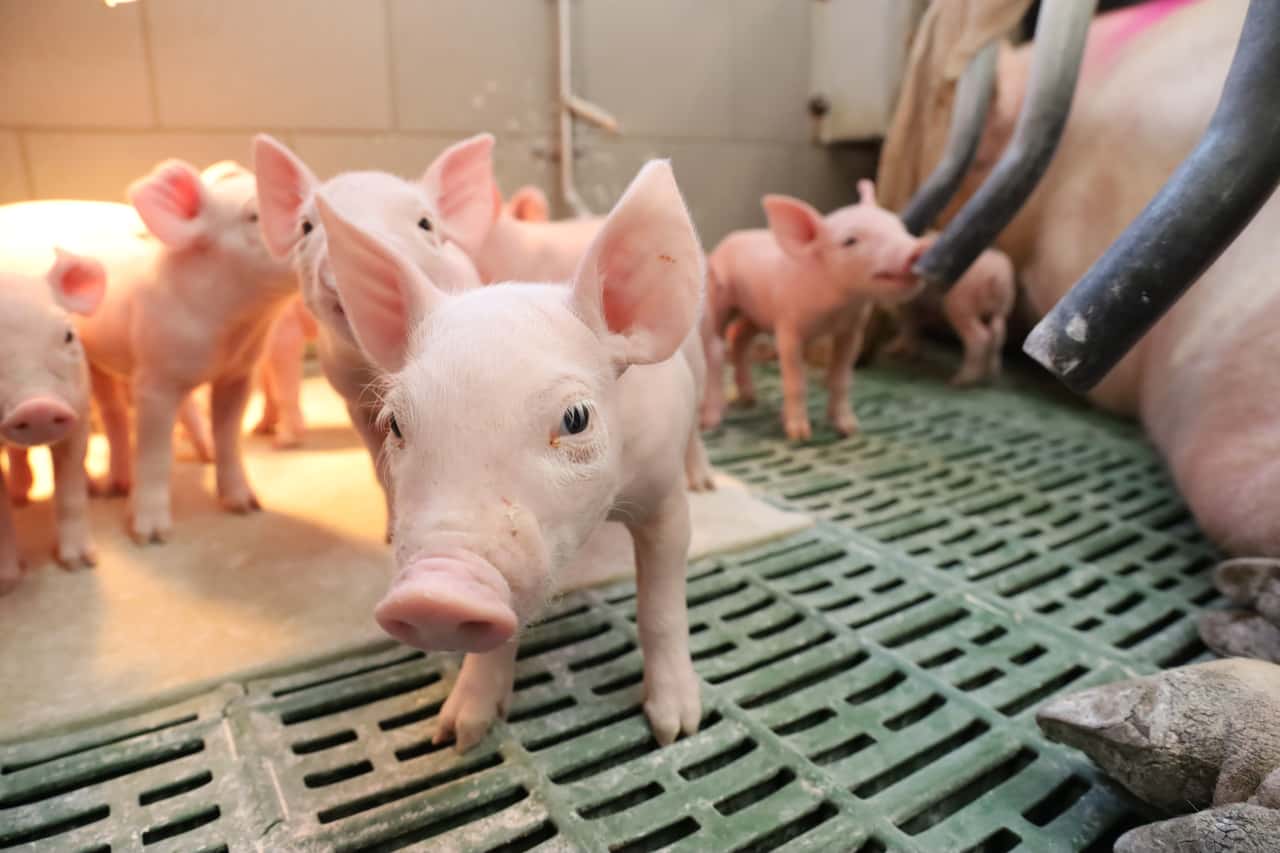 Halten-die-Ferkelpreise-und-droht-ein-Stau-bei-Mastschweinen-