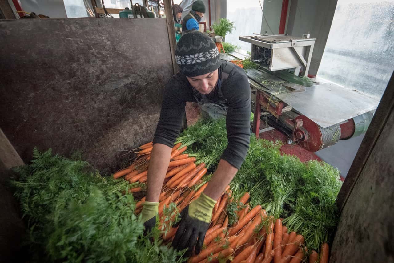 Sind-Erdmandelgras-und-Schilf-Glasfl-gelzikade-Endgegner-f-r-den-Gem-sebau-