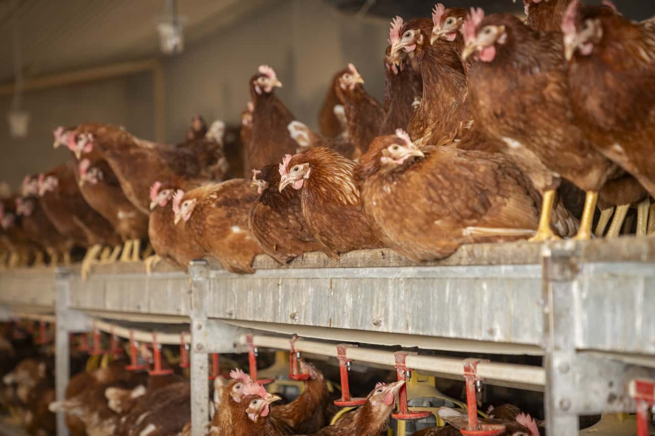 NRW-Weiterer-Gefl-gelpestausbruch-bei-Nutzgefl-gel-in-Kleve