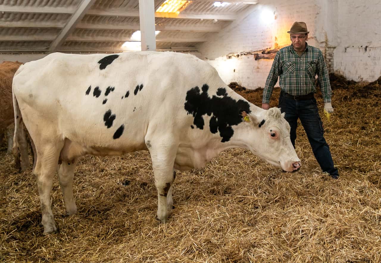 Preise-f-r-K-he-und-F-rsen-zu-tief-gefallen