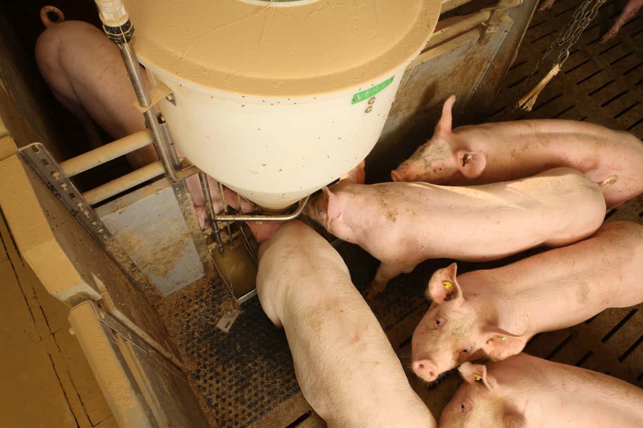 Schweinpreis-unver-ndert-Ferkel-unter-Druck