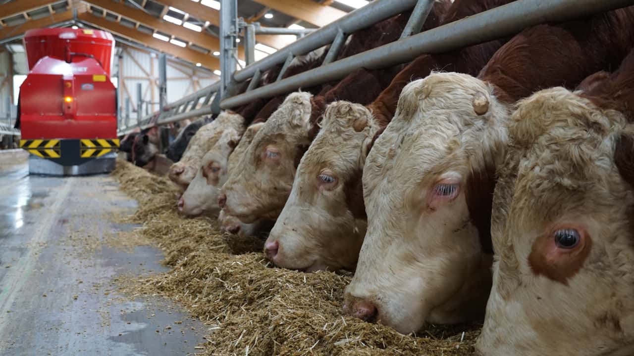 Jungbullen-haben-noch-etwas-Potenzial