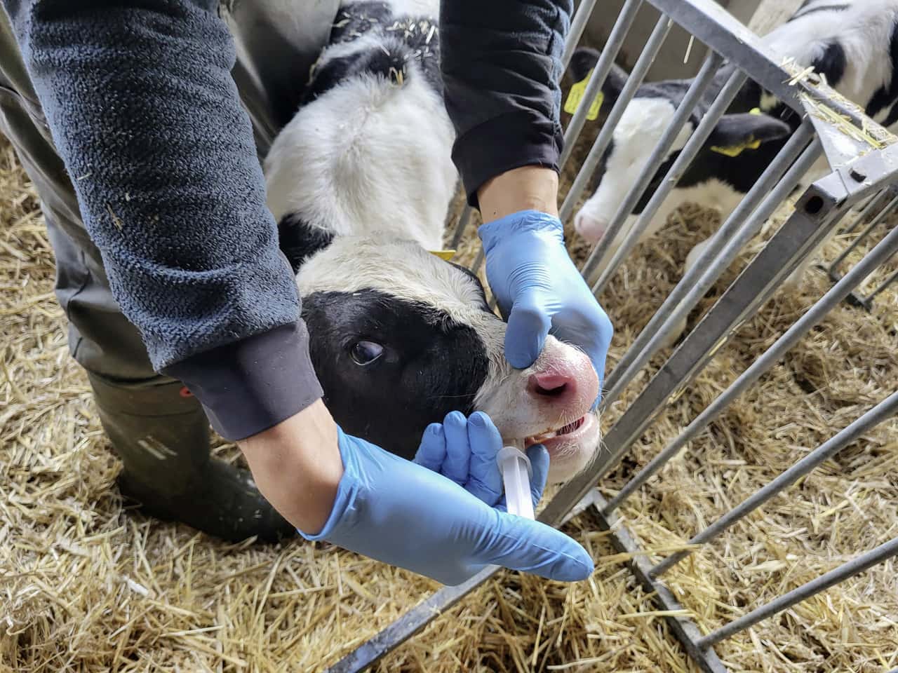 Brauchen-K-lber-zus-tzliches-Eisen-