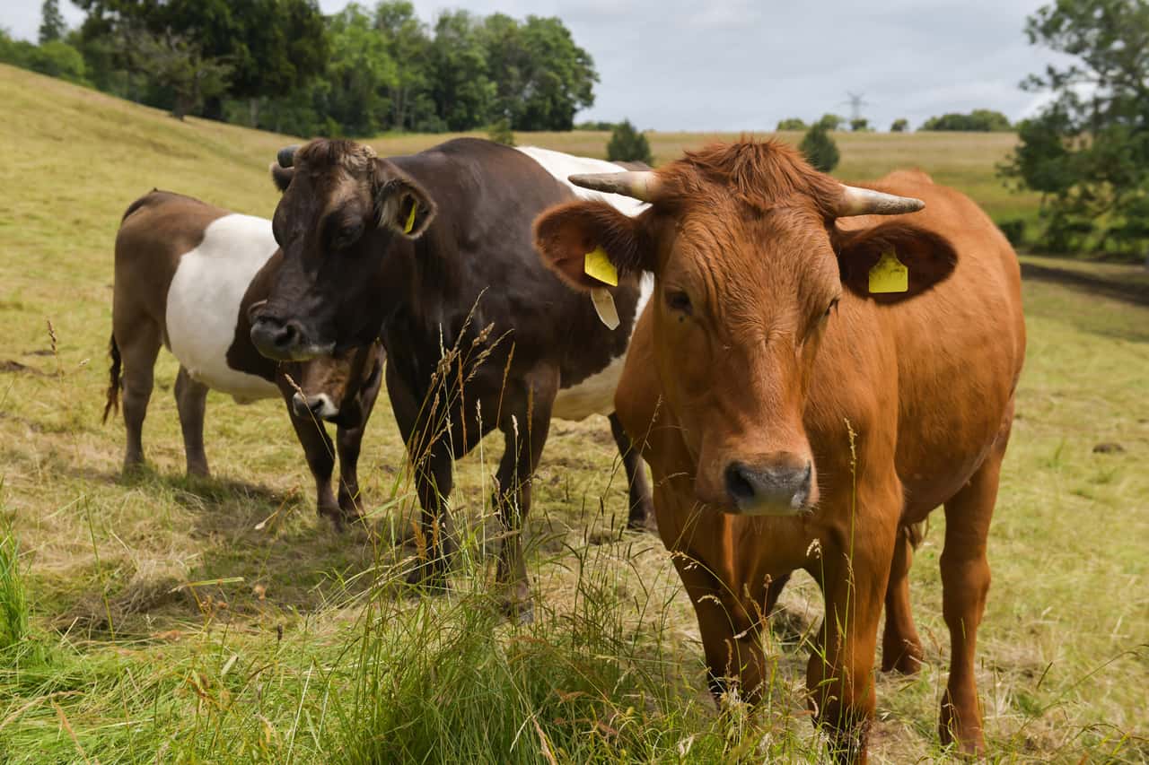 Mikroplastik-im-Pansen-Studie-zeigt-wie-Rinder-Kunststoff-verdauen