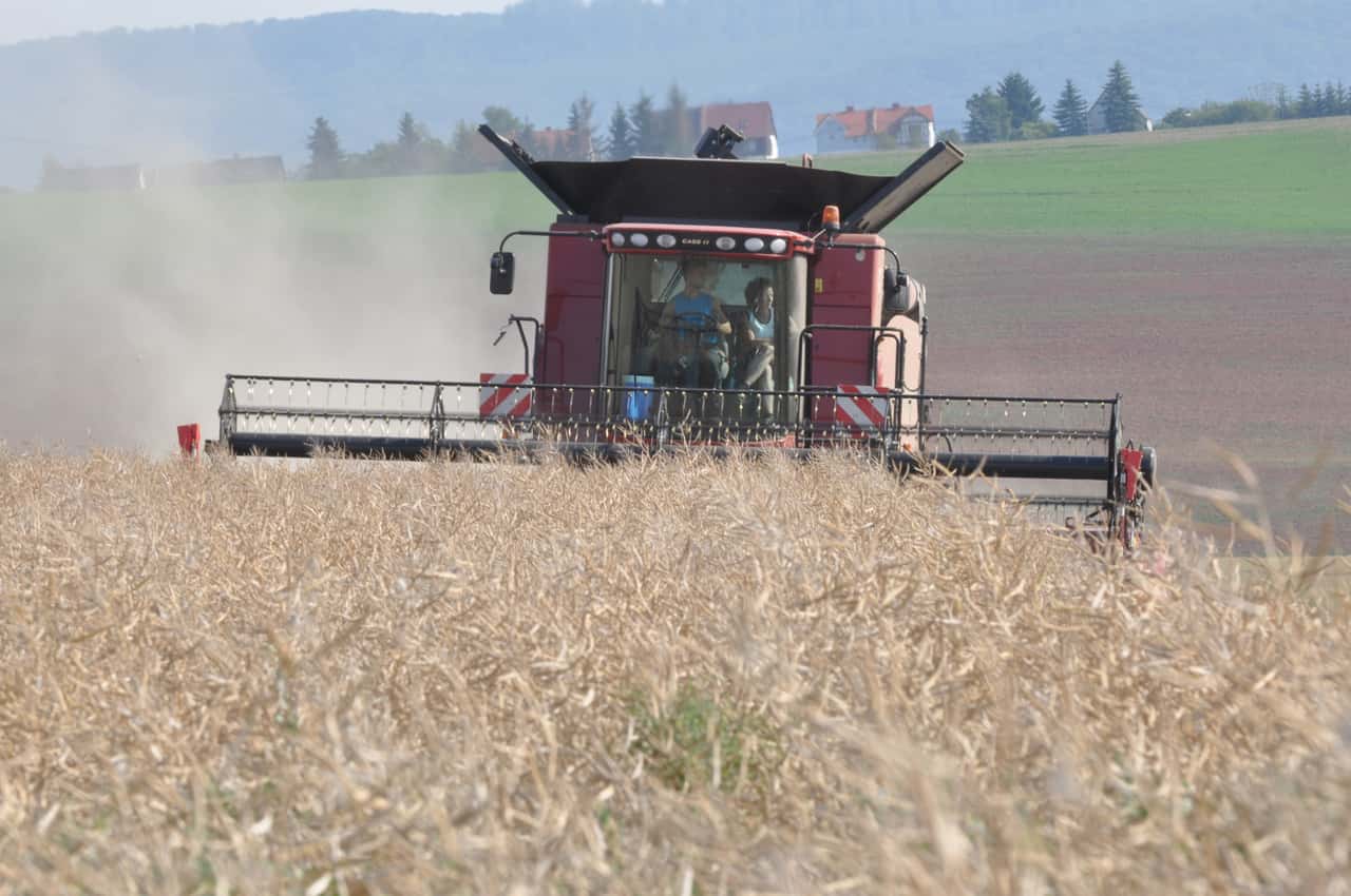 Rapskurse-stabil-im-Plus