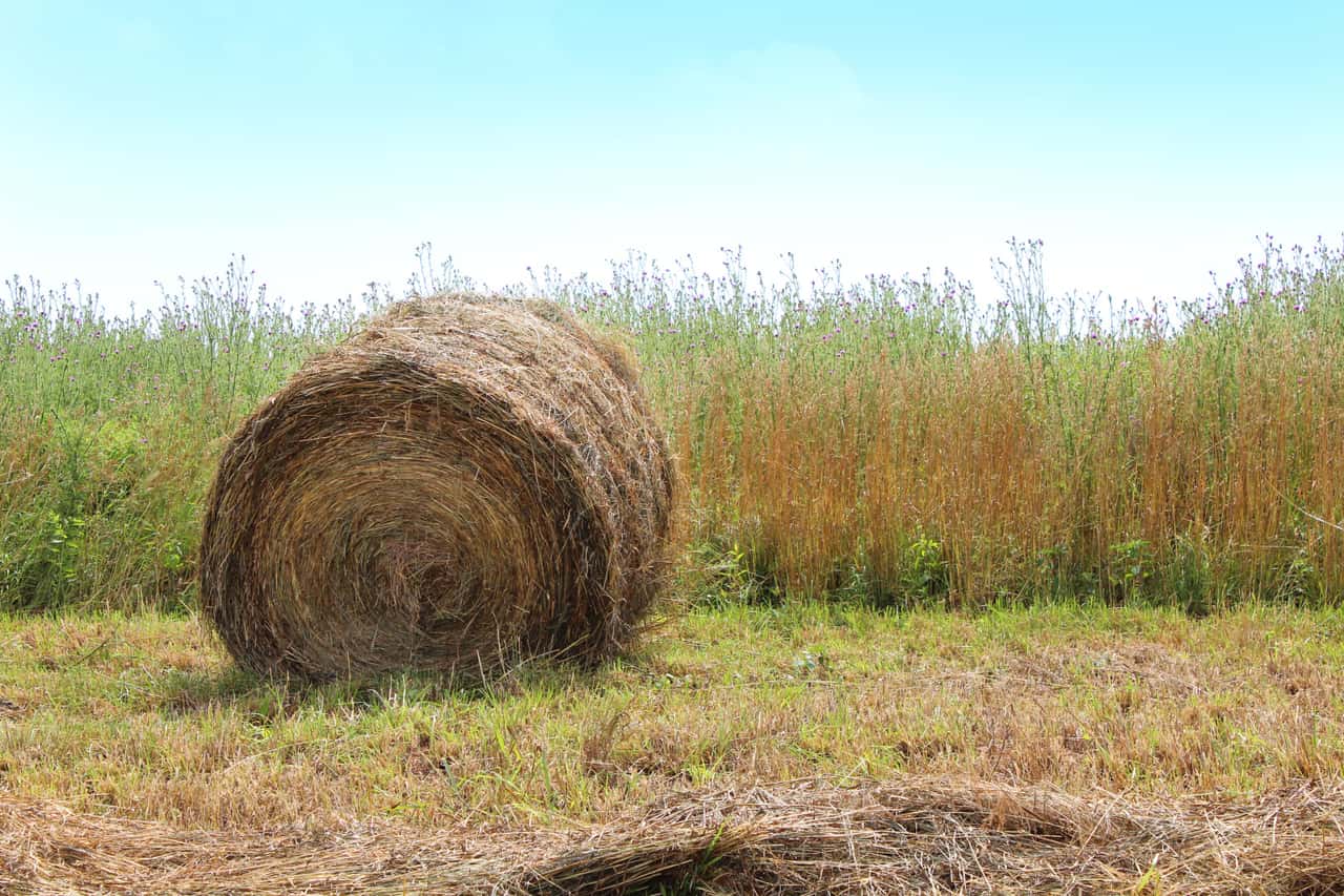 Hunderte-Heuballen-vergammeln-auf-Wiesen-an-A24