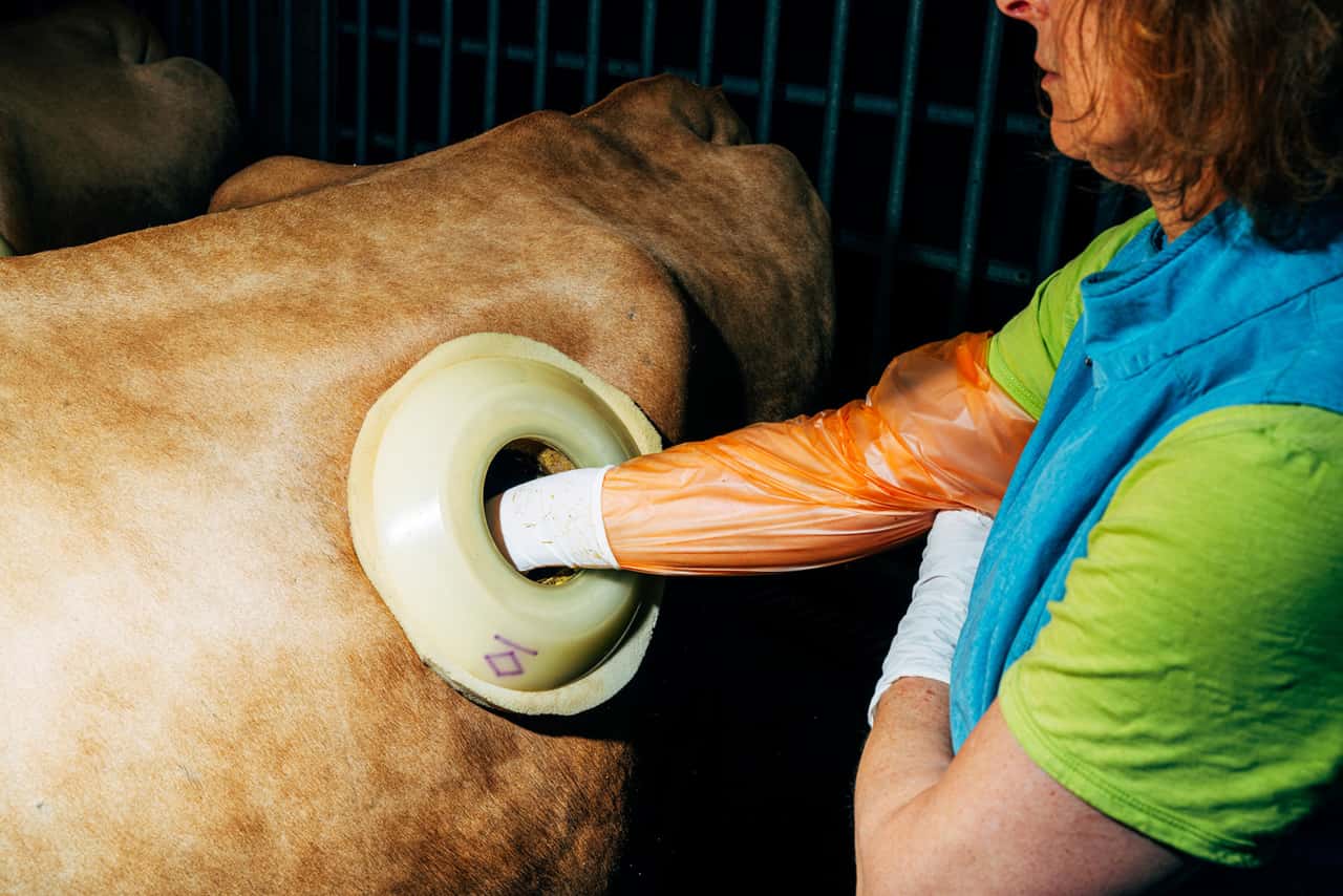 -Irritierende-Kuh-Fotos-Uni-Hohenheim-zeigt-Bilder-jetzt-auch-digital