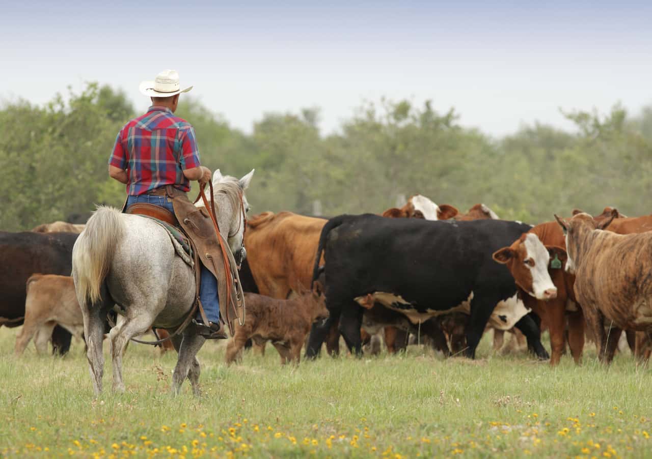 Rinderbranche-in-Texas-steht-vor-Massenentlassungen