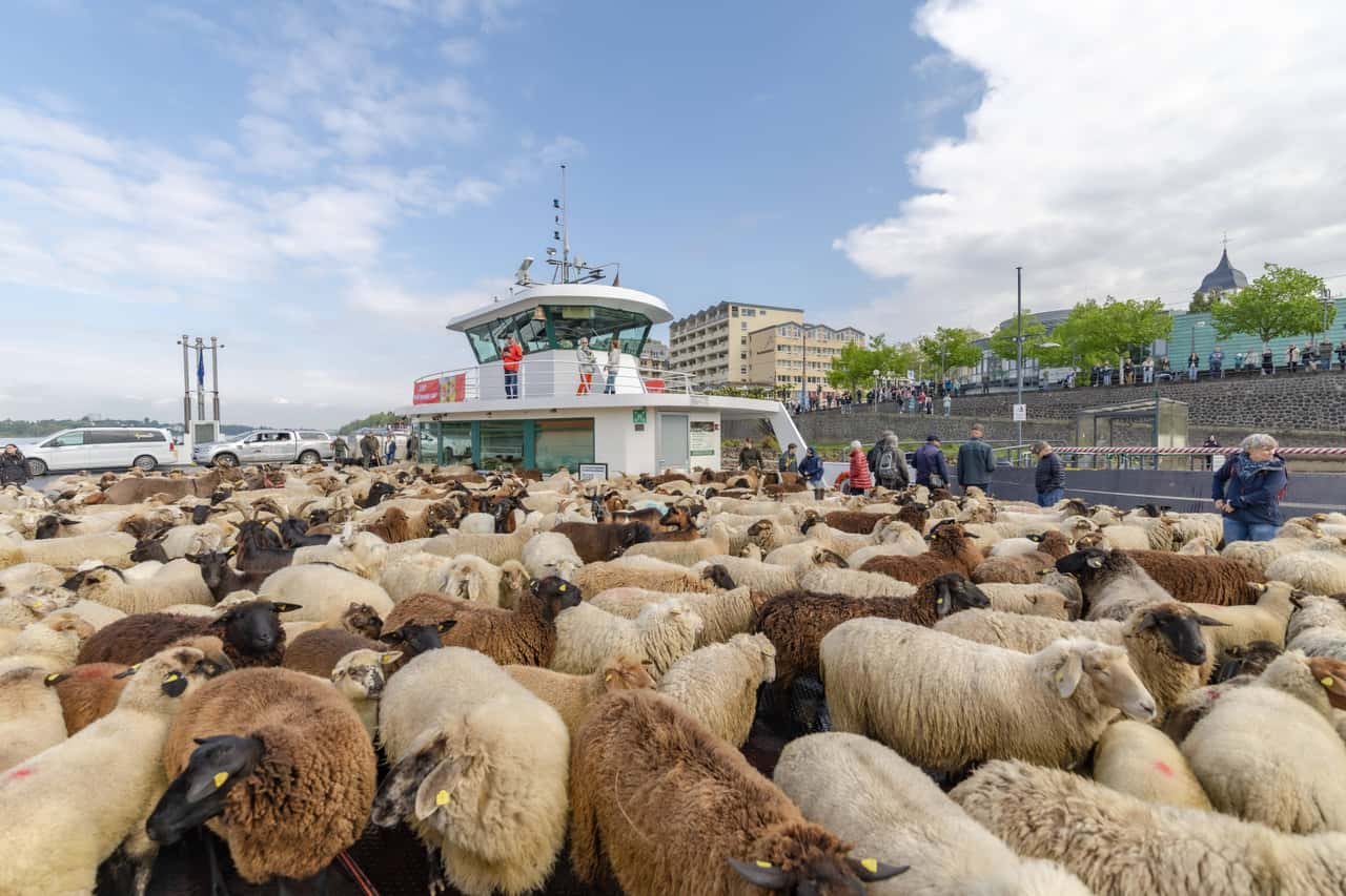 700-Schafe-setzen-bei-L-beck-per-Priwallf-hre-ber