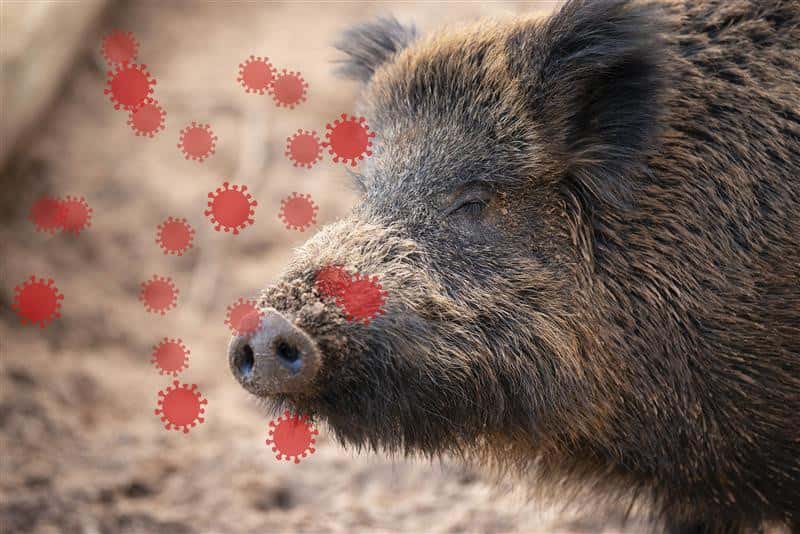 ASP-Ausbruch-in-Spanien-Zwei-positive-Wildschweine-nahe-Barcelona-gefunden