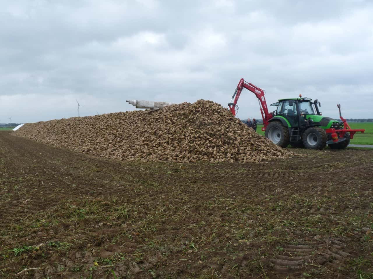 Zuckerr-ben-lange-lagern-aber-richtig